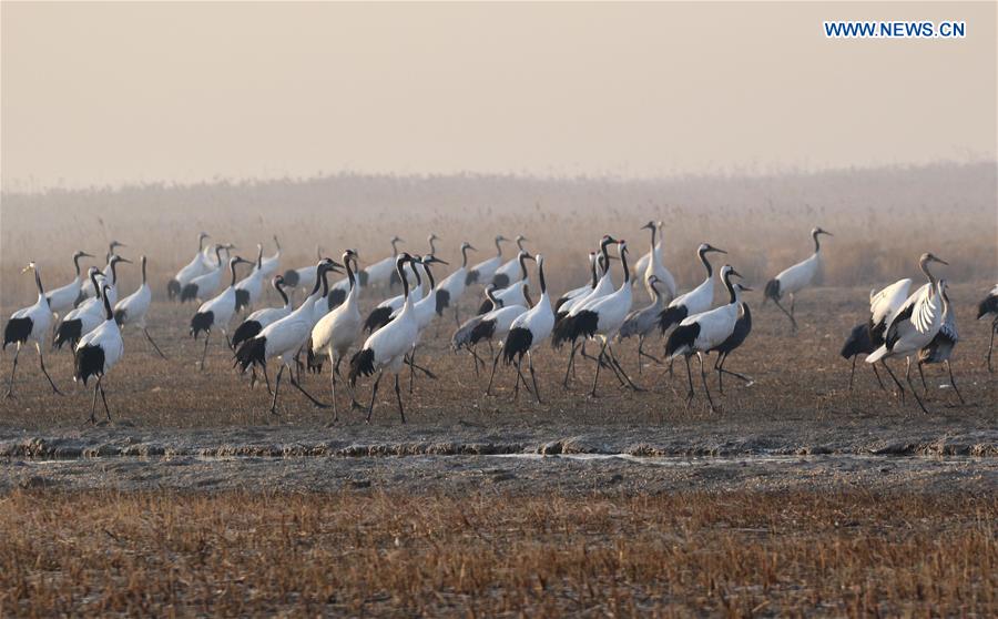 #CHINA-JIANGSU-CRANES (CN)