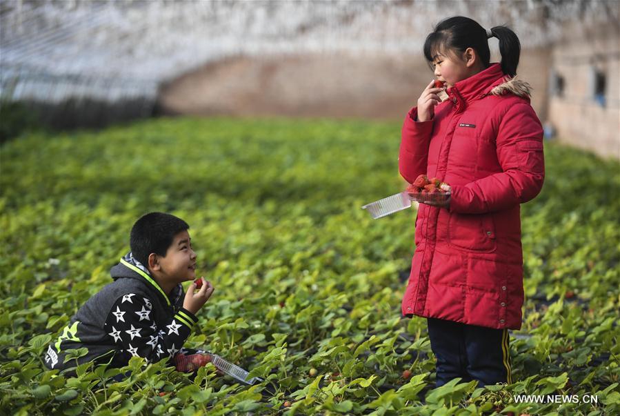 CHINA-HEBEI-AGRICULTURE(CN)