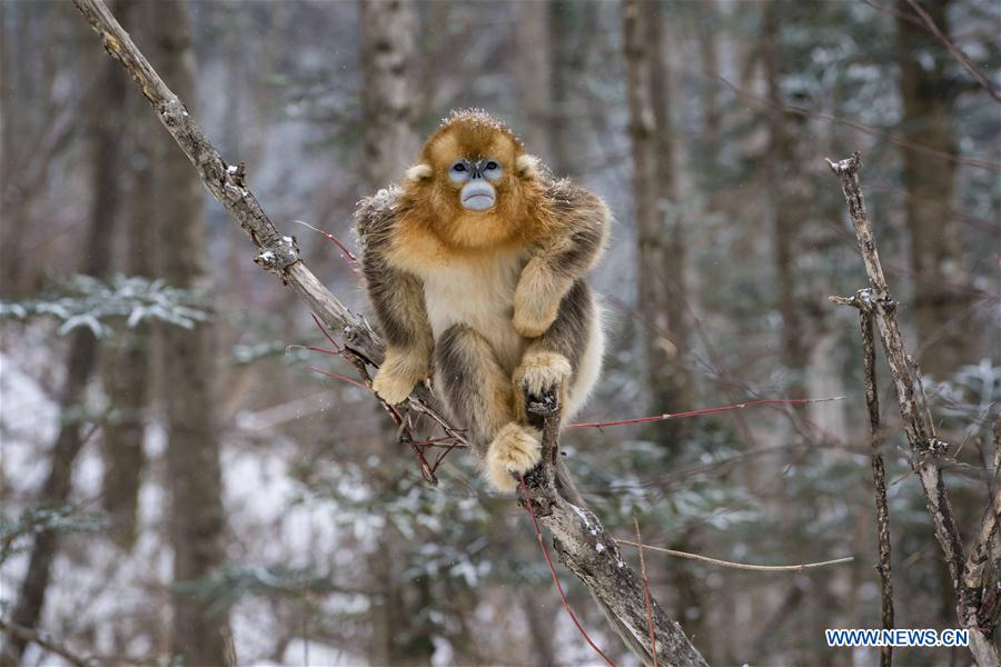 CHINA-HUBEI-SHENNONGJIA-GOLDEN MONKEY (CN)