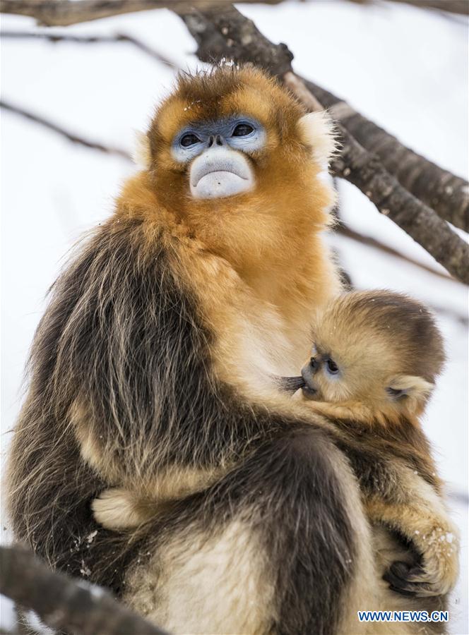 CHINA-HUBEI-SHENNONGJIA-GOLDEN MONKEY (CN)