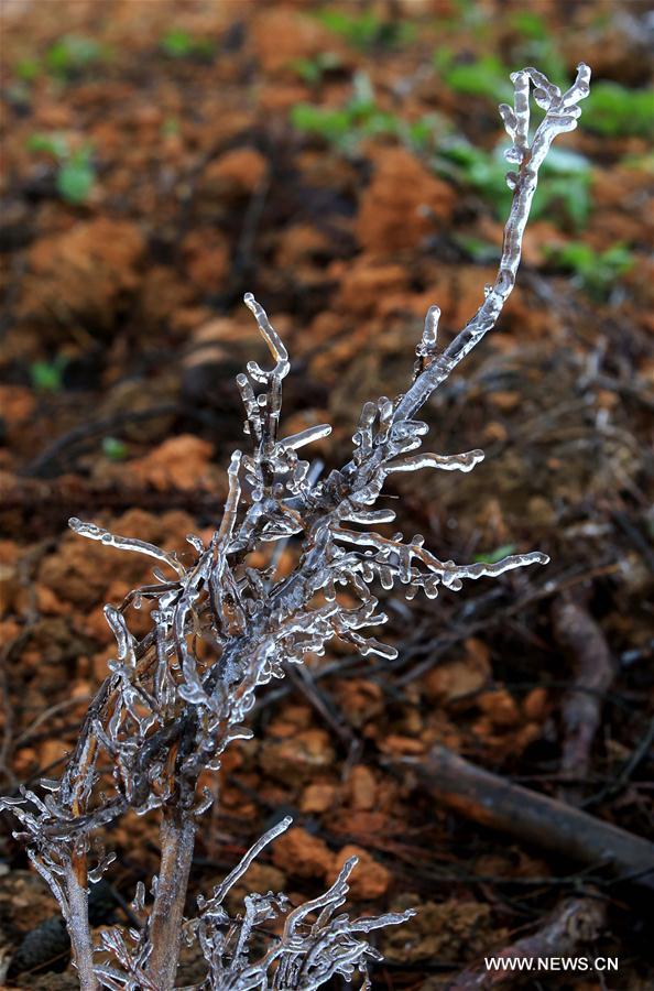 #CHINA-GUANGXI-ICICLE(CN)