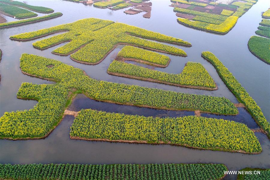 #CHINA-JIANGSU-XINGHUA-COLE FLOWERS(CN)