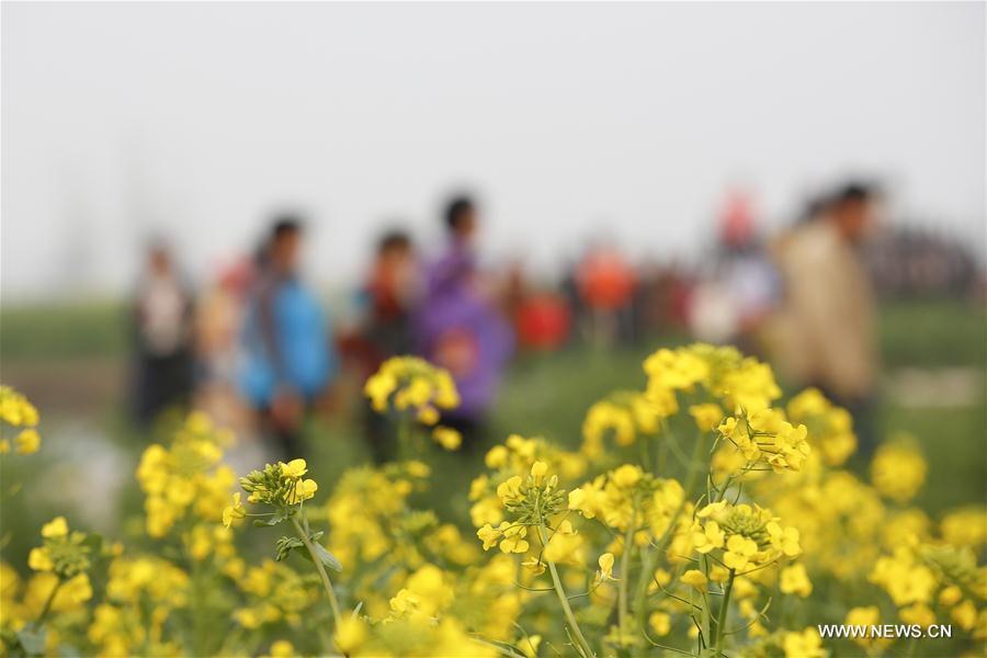 #CHINA-JIANGSU-XINGHUA-COLE FLOWERS(CN)