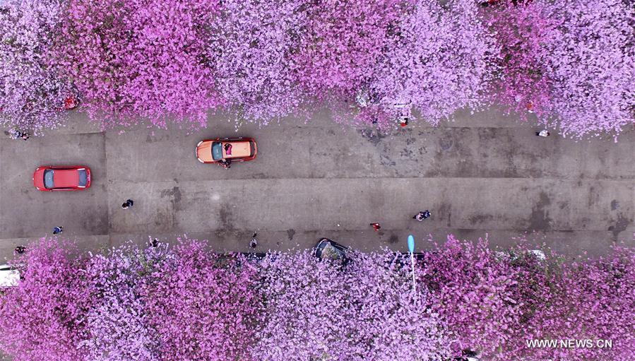 #CHINA-SPRING-SCENERY(CN)