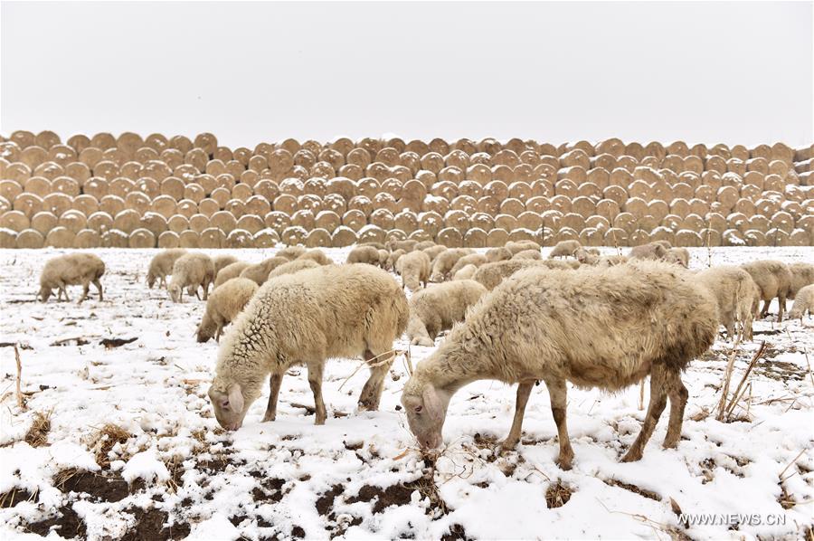 CHINA-COLD FRONT-SNOWFALL (CN)