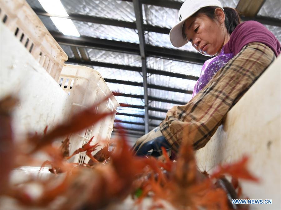 #CHINA-HUBEI-FOOD INDUSTRY-CRAYFISH (CN)