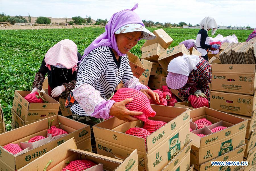 #CHINA-XINJIANG-AGRICULTURE-HAMI MELON-MARKET (CN)