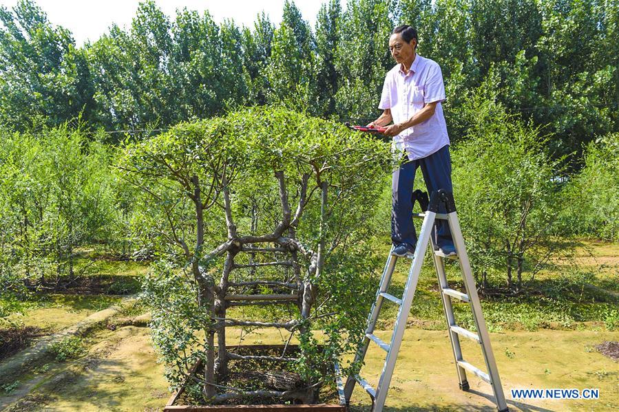 CHINA-HEBEI-ECOLOGICAL FURNITURE (CN)