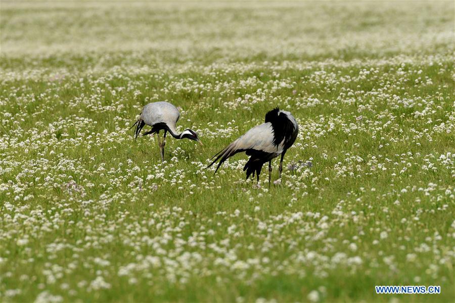 #CHINA-INNER MONGOLIA-SCENERY (CN)