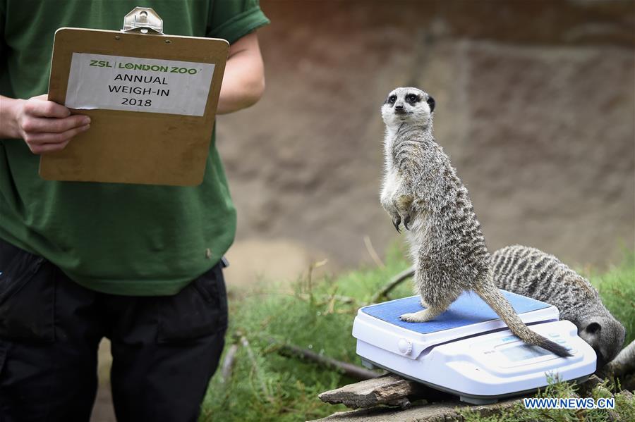 BRITAIN-LONDON-ZSL LONDON ZOO ANNUAL WEIGH-IN