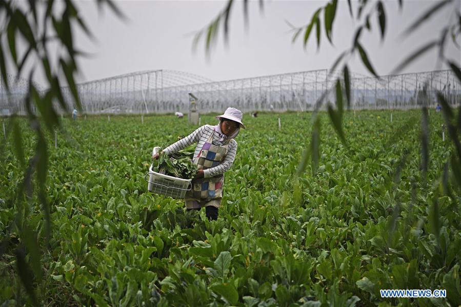 CHINA-NINGXIA-GUYUAN-VEGETABLE PLANTING (CN)