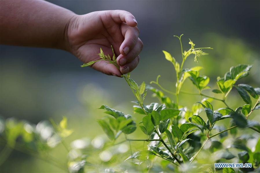 #CHINA-HUNAN-TEA-HARVEST (CN)