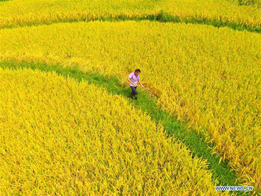 #CHINA-AUTUMN-FARM WORK (CN)