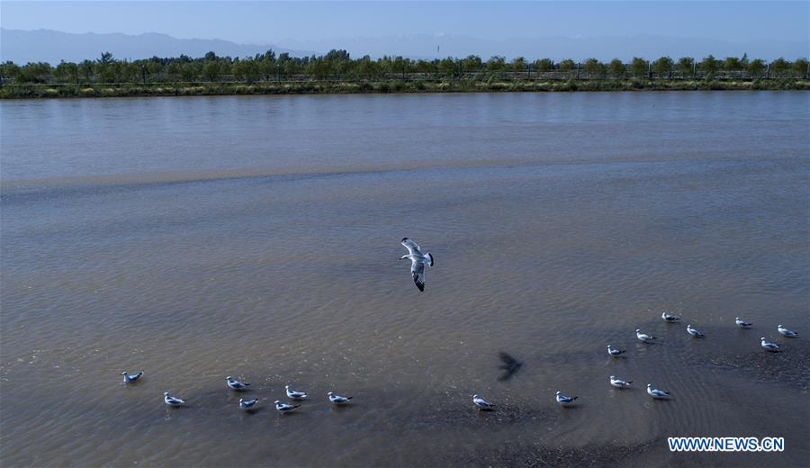 CHINA-GANSU-HEIHE RIVER-WETLAND (CN)