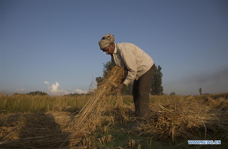 KASHMIR-SRINAGAR-PADDY HARVEST