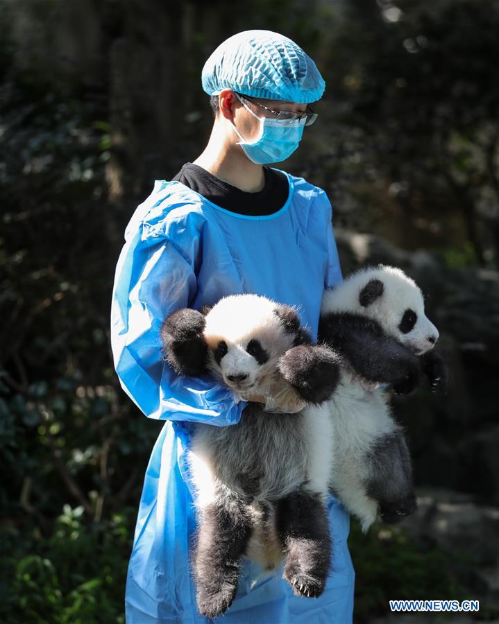 CHINA-CHENGDU-GIANT PANDA-CUBS (CN)