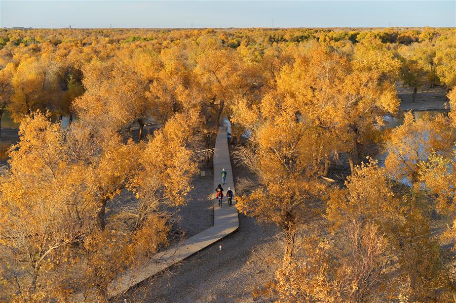 CHINA-INNER MONGOLIA-POPULUS EUPHRATICA-SCENERY (CN) 