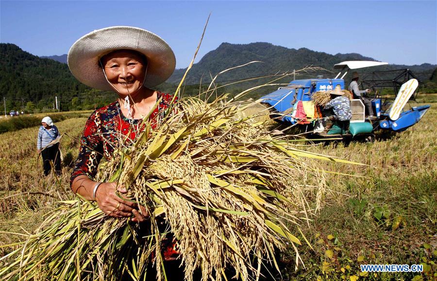 #CHINA-JIANGXI-AGRICULTURE-HARVEST (CN)