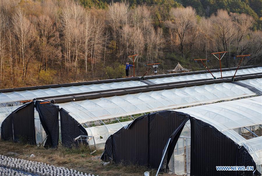 CHINA-SHAANXI-LUOCHUAN-UNDER-FOREST ECONOMY (CN)