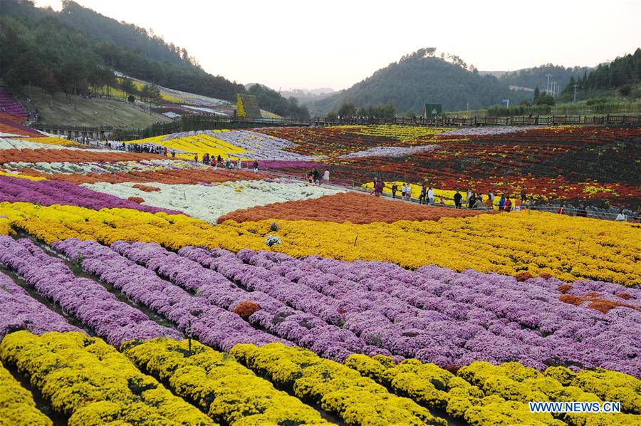 CHINA-GUIZHOU-CHRYSANTHEMUM-TOURISM (CN)