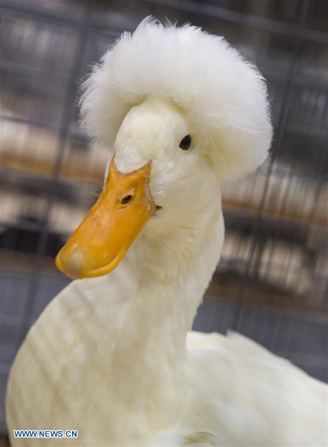 CANADA-TORONTO-ROYAL AGRICULTURAL WINTER FAIR