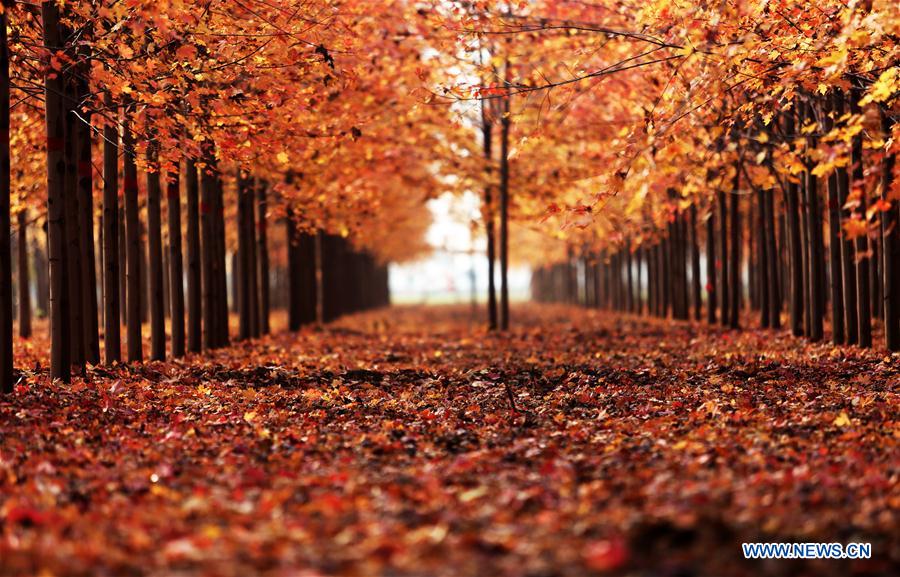 #CHINA-SHANDONG-AUTUMN-MAPLE LEAVES-SCENERY (CN)