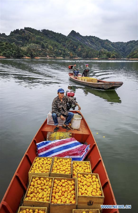 #CHINA-JIANGXI-ORANGE-HARVEST (CN)