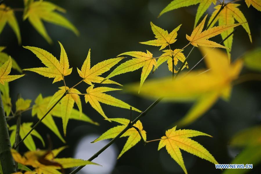 #CHINA-WINTER-MAPLE LEAVES (CN)