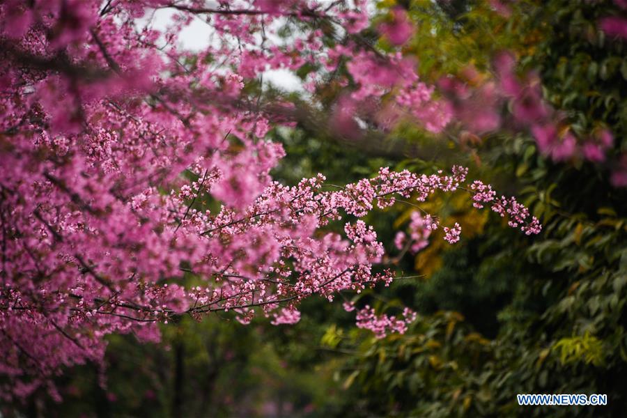 #CHINA-GUIZHOU-QIANXINAN-CHERRY BLOSSOM (CN)