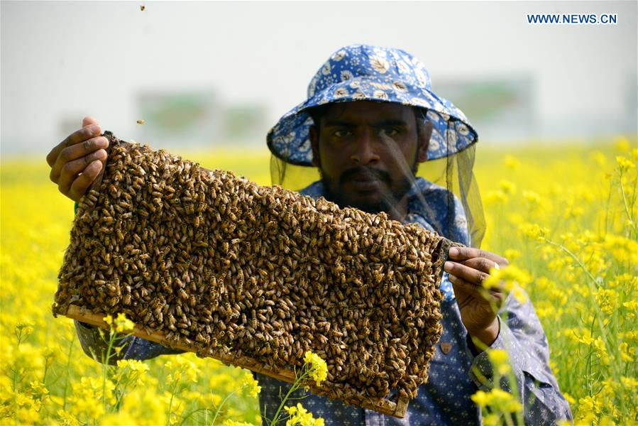 BANGLADESH-DHAKA-HONEY-BEE-FARMING