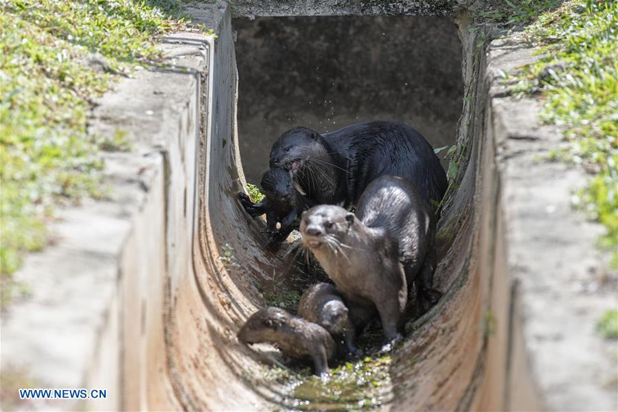 SINGAPORE-NEWBORN OTTER