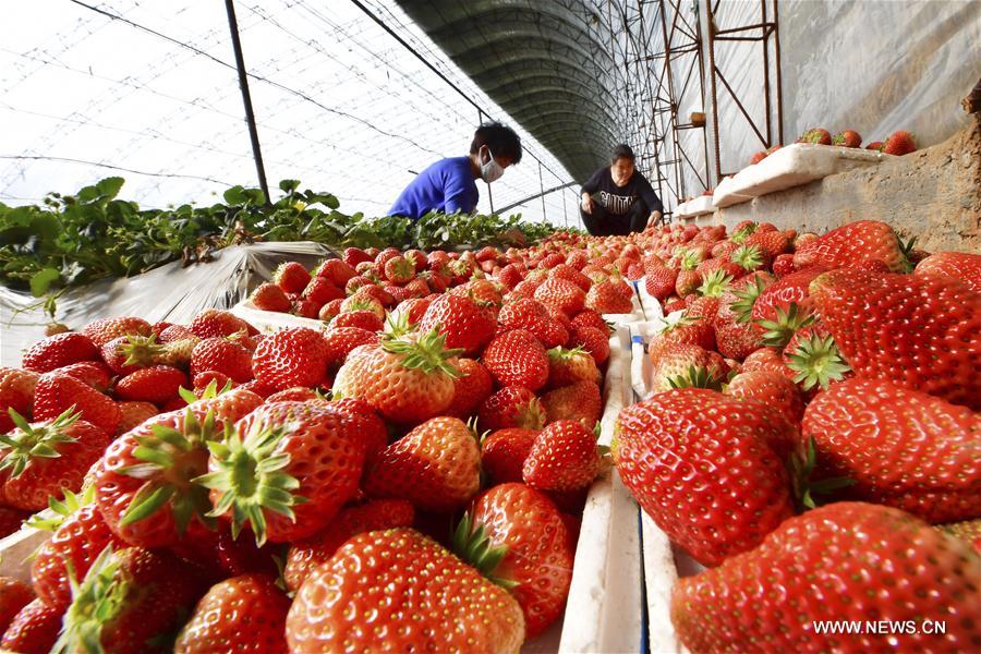 #CHINA-EARLY SPRING-FARM WORK (CN)