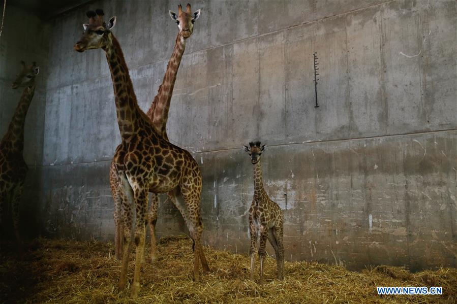 MIDEAST-JERUSALEM-GIRAFFE CALF