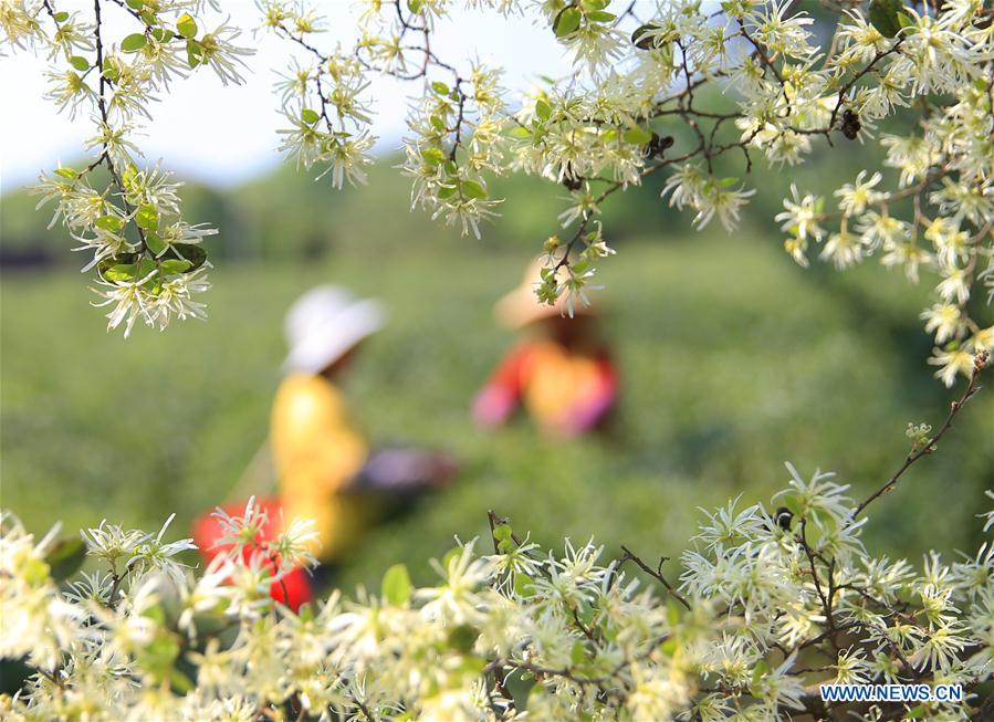 #CHINA-HUNAN-TEA-POVERTY ALLEVIATION (CN)