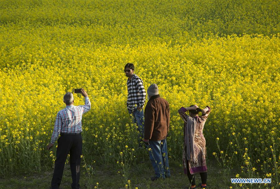 KASHMIR-SRINAGAR-MUSTARD BLOSSOM SCENERY