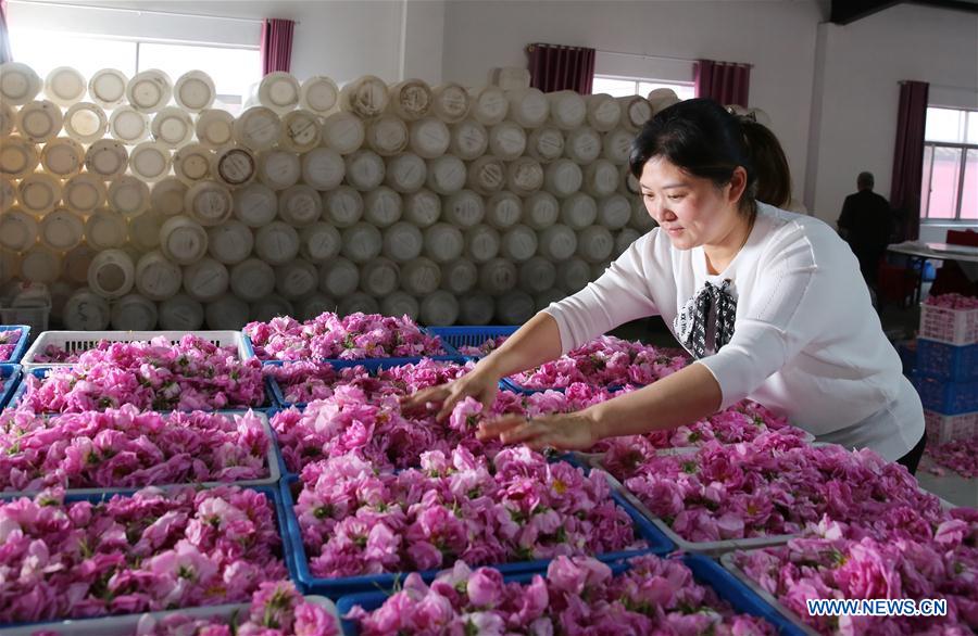 #CHINA-JIANGSU-HAIAN-ROSE ECONOMY (CN)