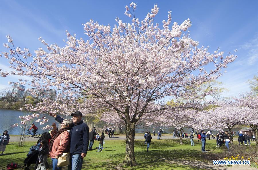 CANADA-TORONTO-CHERRY BLOSSOMS