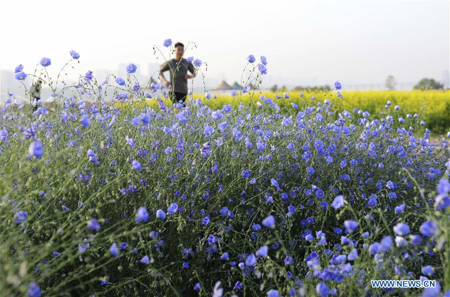 #CHINA-SHANDONG-LINYI-FLOWERS (CN)