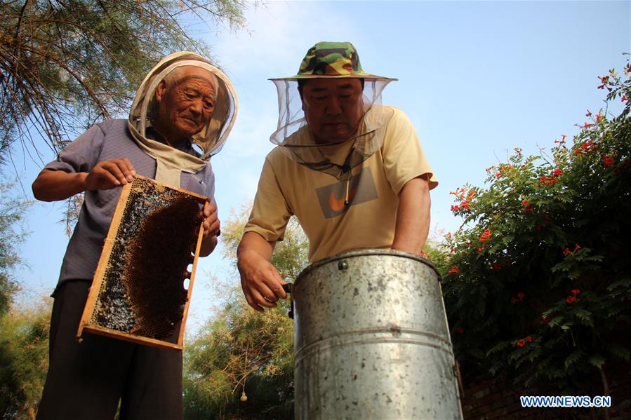 #CHINA-SHANDONG-BINZHOU-HONEY COLLECTION (CN) 