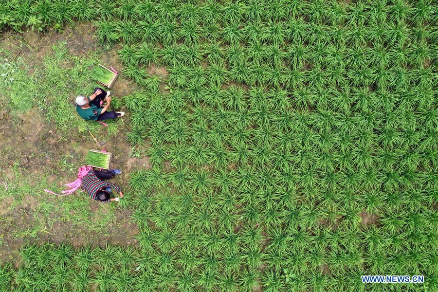 CHINA-GUIZHOU-SUMMER-HARVEST (CN)