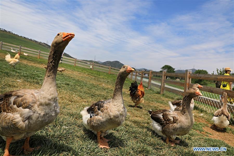 CHINA-DALIAN-PASTURELAND (CN)