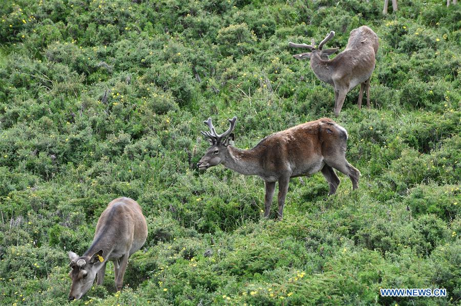 CHINA-GANSU-ZHANGYE-RED DEER (CN)