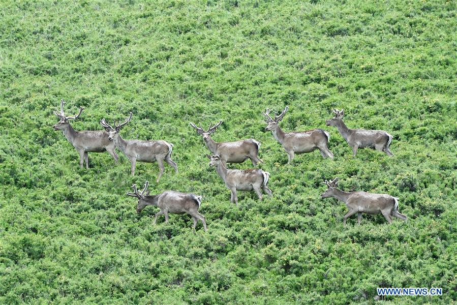 CHINA-GANSU-ZHANGYE-RED DEER (CN)