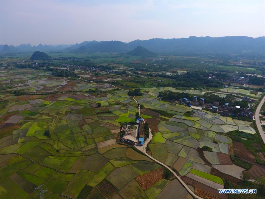 CHINA-GUANGXI-RONG'AN-FIELDS-SCENERY (CN)