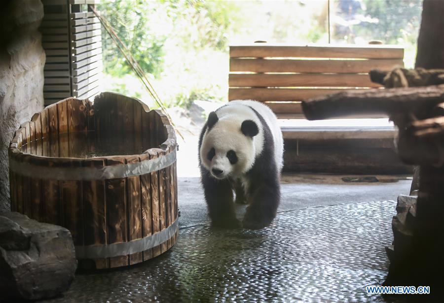 GERMANY-BERLIN-ZOO-PANDA-PREGNANCY