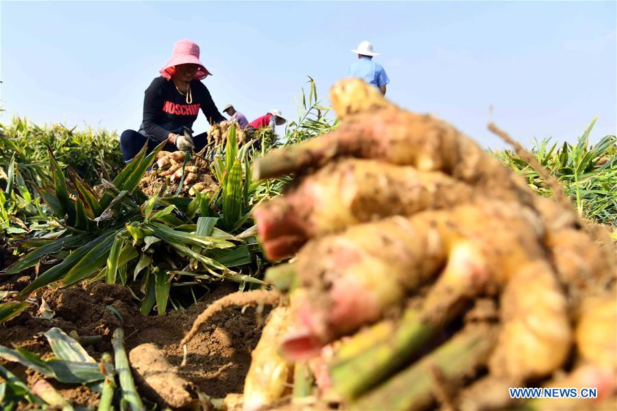 CHINA-SHANDONG-RUSHAN-GINGER HARVEST (CN)