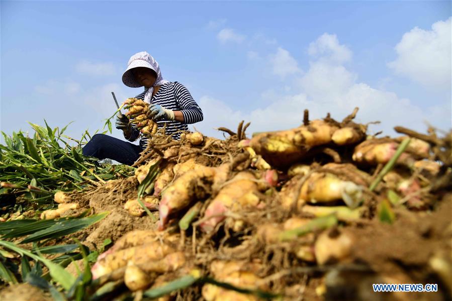 CHINA-SHANDONG-RUSHAN-GINGER HARVEST (CN)