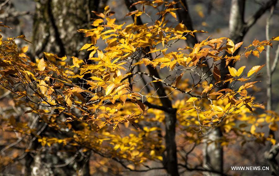 CHINA-HUBEI-SHENNONGJIA-AUTUMN SCENERY (CN)