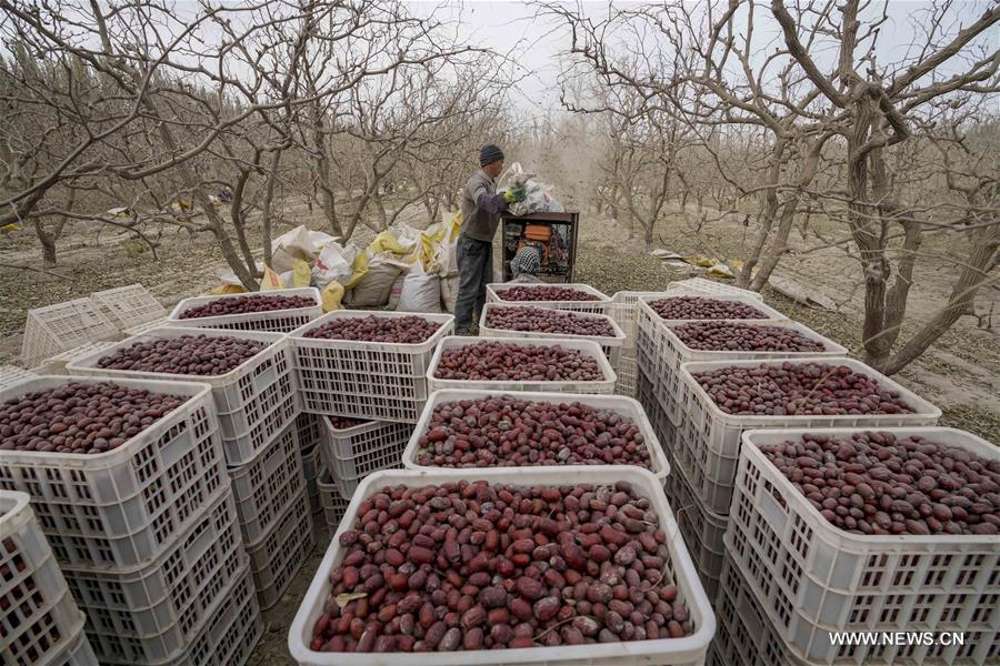 CHINA-XINJIANG-RUOQIANG-RED JUJUBE-HARVEST (CN)