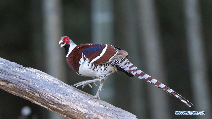 CHINA-FUJIAN-WINTER-BIRDS (CN)